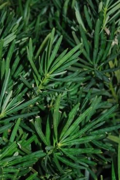 Podocarpus Macrophyllus Upright Yew - 1 Gallon Pot -Garden Plants Shop Podocarpus Upright Yew 13