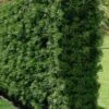 Podocarpus Macrophyllus Upright Yew - 3 Gallon Pot -Garden Plants Shop Podocarpus Upright Yew 15 1