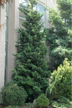 Podocarpus Macrophyllus Upright Yew - 3 Gallon Pot -Garden Plants Shop Podocarpus Upright Yew 500x750 2