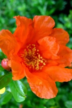 Russian 26 Cold Hardy Pomegranate - 3 Gallon Pot -Garden Plants Shop Pomegranate Russian 26 11 1