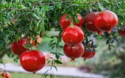 Russian 26 Cold Hardy Pomegranate - 3 Gallon Pot -Garden Plants Shop Pomegranate Russian 26 12 1