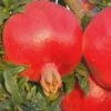 Russian 26 Cold Hardy Pomegranate - 3 Gallon Pot -Garden Plants Shop Pomegranate Russian 26 Rev 500x750 2