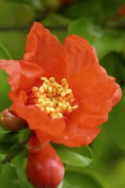 Austin Pomegranate - 3 Gallon Pot -Garden Plants Shop Pomegranate Salavatski 3