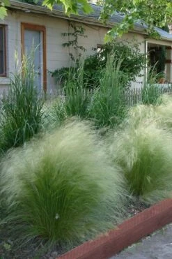 Pony Tails Mexican Feather Grass (Stipa Tennuissima) - 5 Pack Of Quart Pots -Garden Plants Shop Ponytails Grass Mexican Feather Rev 500x750 1