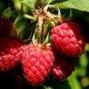 Heritage Raspberry - 1 Gallon Pot -Garden Plants Shop Raspberry Heritage 500x750 2