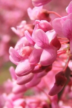 Carolina Sweetheart Eastern Redbud Tree - 5 Gallon Pot -Garden Plants Shop Redbud Carolina Sweetheart 13 1