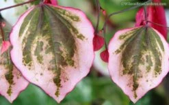 Carolina Sweetheart Eastern Redbud Tree - 5 Gallon Pot -Garden Plants Shop Redbud Carolina Sweetheart 9 1