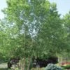 River Birch Tree (Betula Nigra) - 3 Gallon Pot (Multi Trunk) -Garden Plants Shop River Birch 10