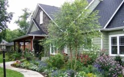 River Birch Tree (Betula Nigra) - 3 Gallon Pot (Multi Trunk) -Garden Plants Shop River Birch Tree B