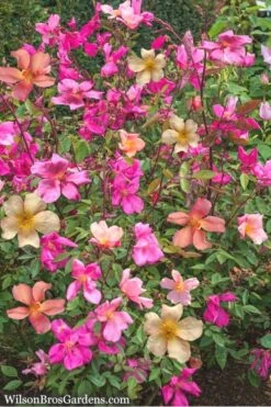 Butterfly Rose - Rosa Chinensis 'Mutabilis' - 3 Gallon Pot -Garden Plants Shop Rose Chinese Butterfly 4