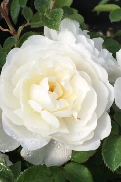 Cloud 10 Climbing Rose - 3 Gallon Pot -Garden Plants Shop Rose Cloud 10 1