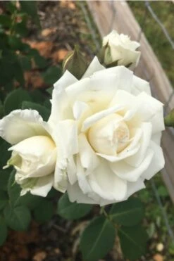 Cloud 10 Climbing Rose - 3 Gallon Pot -Garden Plants Shop Rose Cloud 10 10