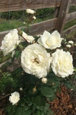 Cloud 10 Climbing Rose - 3 Gallon Pot -Garden Plants Shop Rose Cloud 10 11