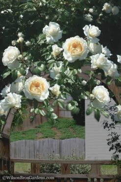 Cloud 10 Climbing Rose - 3 Gallon Pot -Garden Plants Shop Rose Cloud 10 4
