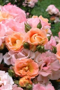 Peach Drift Groundcover Rose - 3 Gallon Pot -Garden Plants Shop Rose Drift Peach 22