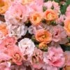 Peach Drift Groundcover Rose - 3 Gallon Pot -Garden Plants Shop Rose Drift Peach 23