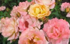 Peach Drift Groundcover Rose - 3 Gallon Pot -Garden Plants Shop Rose Drift Peach