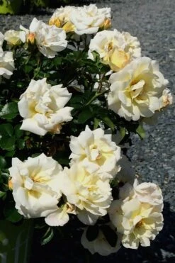 Popcorn Drift Groundcover Rose - 1 Gallon Pot -Garden Plants Shop Rose Drift Popcorn 10