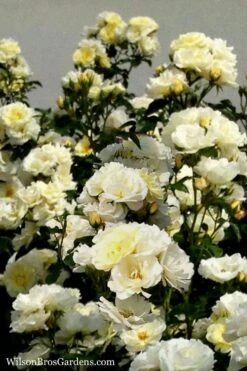 Popcorn Drift Groundcover Rose - 1 Gallon Pot -Garden Plants Shop Rose Drift Popcorn 16