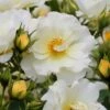 Popcorn Drift Groundcover Rose - 2 Gallon Pot