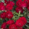 Red Drift Groundcover Rose - 1 Gallon Pot -Garden Plants Shop Rose Drift Red 10