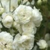 Lady Banks White Rose - 5 Gallon Pot -Garden Plants Shop Rose Lady Banks White 500x750 1