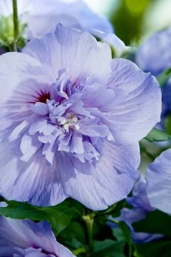 Blue Chiffon Rose Of Sharon - 2 Gallon Pot -Garden Plants Shop Rose Of Sharon Blue Chiffon 10