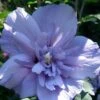 Blue Chiffon Rose Of Sharon - 2 Gallon Pot 1 Blue Chiffon Rose Of Sharon - 2 Gallon Pot -Garden Plants Shop Rose Of Sharon Blue Chiffon 11
