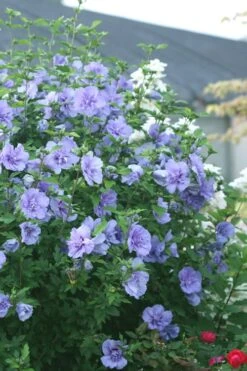 Blue Chiffon Rose Of Sharon - 2 Gallon Pot -Garden Plants Shop Rose Of Sharon Blue Chiffon 5