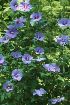 Blue Satin Rose Of Sharon - Hibiscus - Althea - 2 Gallon Pot -Garden Plants Shop Rose Of Sharon Blue Satin 11