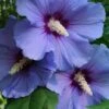 Blue Satin Rose Of Sharon - Hibiscus - Althea - 2 Gallon Pot -Garden Plants Shop Rose Of Sharon Blue Satin 14