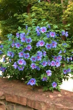 Blue Satin Rose Of Sharon - Hibiscus - Althea - 2 Gallon Pot -Garden Plants Shop Rose Of Sharon Blue Satin 16