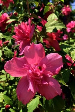 Lucy Rose Of Sharon (Single Trunk Tree) - 7 Gallon Pot (3-4') -Garden Plants Shop Rose Of Sharon Lucy 13 1