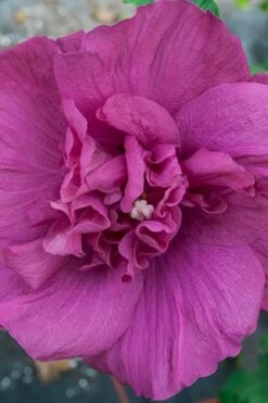 Magenta Chiffon Rose Of Sharon - Hibiscus Syriacus - 3 Gallon Pot 15 Magenta Chiffon Rose Of Sharon - Hibiscus Syriacus - 3 Gallon Pot -Garden Plants Shop Rose Of Sharon Magenta Chiffon 4