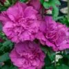 Magenta Chiffon Rose Of Sharon - Hibiscus Syriacus - 3 Gallon Pot -Garden Plants Shop Rose Of Sharon Magenta Chiffon 5