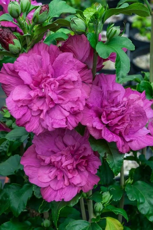 Magenta Chiffon Rose Of Sharon - Hibiscus Syriacus - 3 Gallon Pot 3 Magenta Chiffon Rose Of Sharon - Hibiscus Syriacus - 3 Gallon Pot