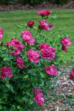 Magenta Chiffon Rose Of Sharon - Hibiscus Syriacus - 3 Gallon Pot 14 Magenta Chiffon Rose Of Sharon - Hibiscus Syriacus - 3 Gallon Pot -Garden Plants Shop Rose Of Sharon Magenta Chiffon 6