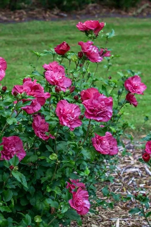 Magenta Chiffon Rose Of Sharon - Hibiscus Syriacus - 3 Gallon Pot 8 Magenta Chiffon Rose Of Sharon - Hibiscus Syriacus - 3 Gallon Pot - Image 6