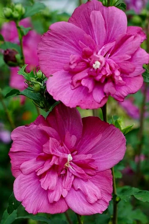 Magenta Chiffon Rose Of Sharon - Hibiscus Syriacus - 3 Gallon Pot 6 Magenta Chiffon Rose Of Sharon - Hibiscus Syriacus - 3 Gallon Pot - Image 4