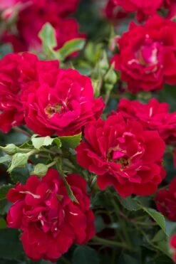 Red Drift Groundcover Rose - 1 Gallon Pot -Garden Plants Shop Rose Red Drift BS