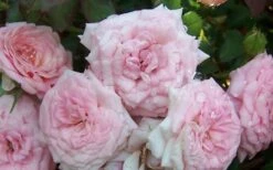 Sweet Drift Groundcover Rose - 1 Gallon Pot -Garden Plants Shop Rose Sweet Drift