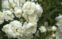 Lady Banks White Rose - 5 Gallon Pot -Garden Plants Shop Rose White Lady Banks