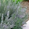 Arp Rosemary - 1 Gallon Pot -Garden Plants Shop Rosemary Arp 500x750 2