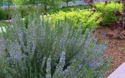 Arp Rosemary - 1 Gallon Pot -Garden Plants Shop Rosemary Arp Blooming 1