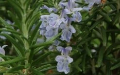 Arp Rosemary - 5 Pack Of Quart Pots -Garden Plants Shop Rosemary Arp Closeup 2