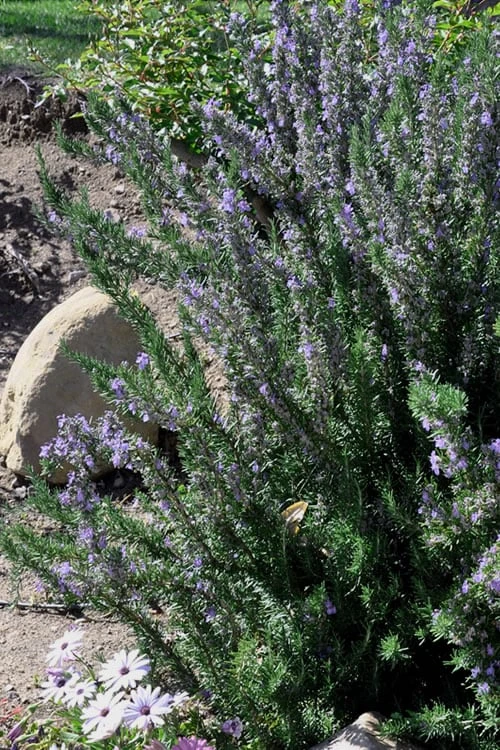 Barbeque Rosemary Plant - 1 Gallon Pot 6 Barbeque Rosemary Plant - 1 Gallon Pot - Image 4