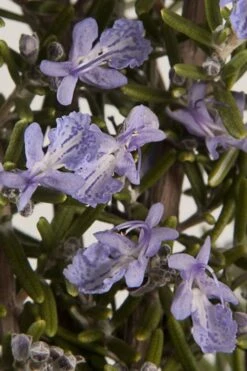 Barbeque Rosemary Plant - 1 Gallon Pot 12 Barbeque Rosemary Plant - 1 Gallon Pot -Garden Plants Shop Rosemary Barbeque 13
