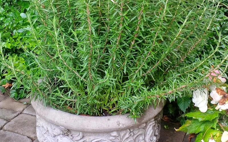 Barbeque Rosemary Plant - 1 Gallon Pot 8 Barbeque Rosemary Plant - 1 Gallon Pot - Image 6