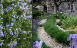 Chef's Choice Rosemary - 3 Gallon Pot -Garden Plants Shop Rosemary Chefs Choice 2 2