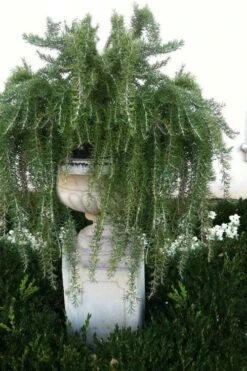 Foxtail Rosemary Plant - 1 Gallon Pot -Garden Plants Shop Rosemary Foxtail 2